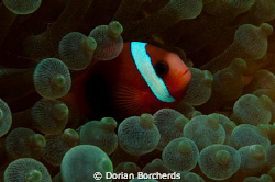Black and Red Anemone Fish in Green Anemone by Dorian Borcherds 